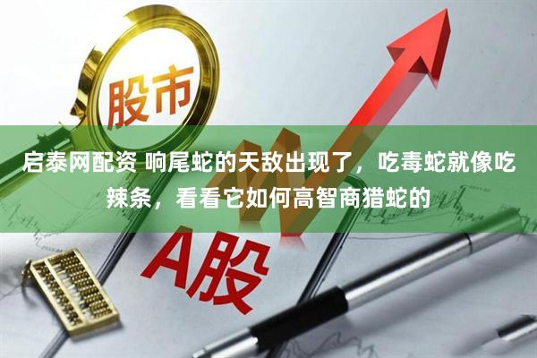 启泰网配资 响尾蛇的天敌出现了，吃毒蛇就像吃辣条，看看它如何高智商猎蛇的